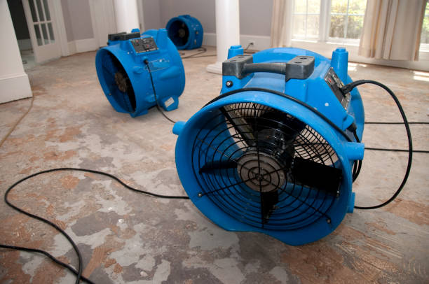 Best Mold removal after water damage  in Centerport, NY